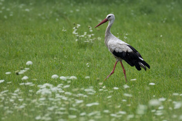 An adult White Stork walks in a green grassy meadow, positioned perpendicular to the camera lens on a cloudy summer day.
