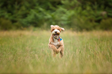 Apricot Cockapoo in the forest in Ascot on a fast run towards us with ears flying