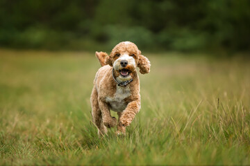 Apricot Cockapoo in the forest in Ascot on a fast run towards us with ears flying