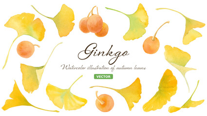 黄色に色づいた銀杏（イチョウ）の葉と実のアソート。水彩イラスト。（ベクター）