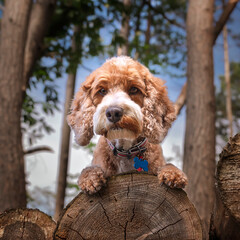 Apricot Cockapoo in the forest in Ascot up high on a stack of tree logs