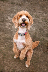 Apricot Cockapoo in the forest in Ascot with soulful eyes looking up