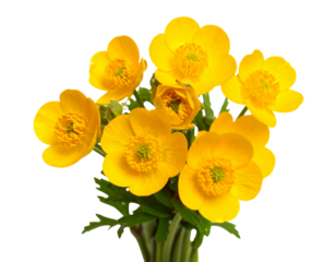Cluster of Yellow Buttercup Flowers with Green Stems, Isolated on White Background