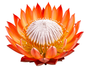 Vibrant Orange Pincushion Protea Flower Close-Up, Isolated on Transparent Background