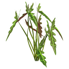 3D Rendering Tropical Alocasia Dragon on White