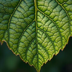 Obraz premium Hyper-Detailed Illustration of Leaf Surface in Macro Botanical Style 