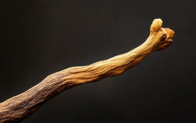 Fototapeta premium Long, thin branch with a brown tip
