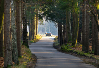 samochód na drodze wśród drzew