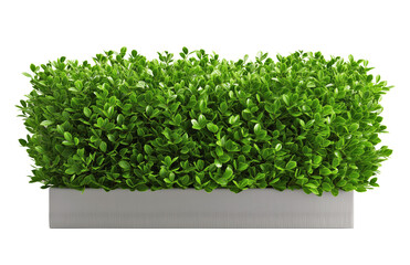 Fototapeta premium Lush green bush growing in a white pot with transparent background