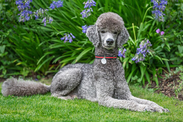 Standard grey Poodle laying down on the grass with blue flowers behind looking very happy