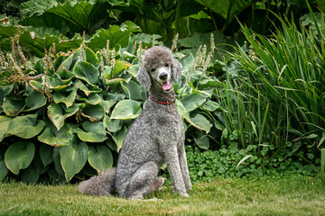 Standard grey Poodle sitting by the flowers in a garden