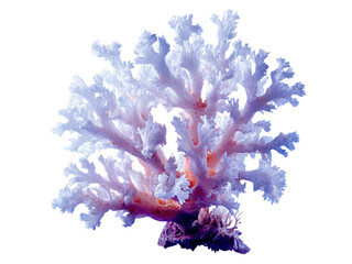Naklejka premium Delicate branching white coral with pink accents on black marine ocean, Isolated, Png Transparent Background