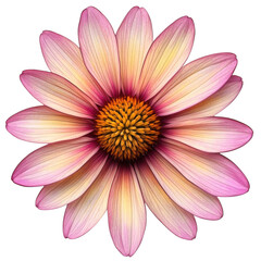 Echinacea flower png isolated on transparent background