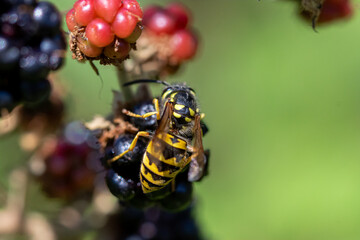 A wasp feeding on blackberries.