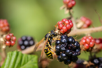 A wasp feeding on blackberries.