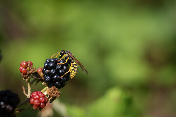 A wasp feeding on blackberries.