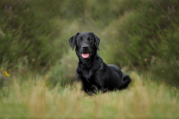 Black Labrador laying on the ground with a fine art edit looking at the camera with grass around