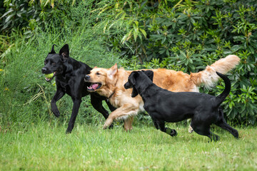 Two black labradors and a golden retriever running and playing together