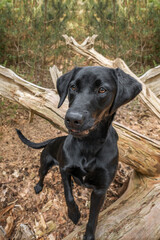 closeup headshot of a black labrador puppy