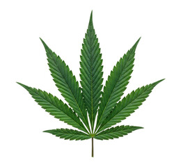 Green cannabis leaf cutout isolated on transparent bg, png
