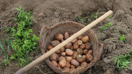 Harvesting potatoes from the field with traditional methods