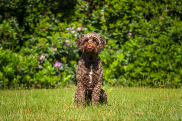 Brown Sprockapoo dog - Springer Cocker Poodle cross - sitting in a field and looking directly at the camera