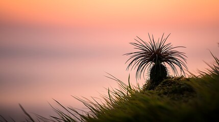 Silhouette of cactus against smooth pastel sunset sky, telephoto shot with shallow focus, warm gradient blending pink and orange tones, clean composition emphasizing minimalism
