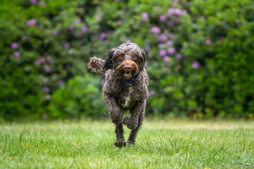 Brown Sprockapoo dog - Springer Cocker Poodle cross - running directly at the camera in a field