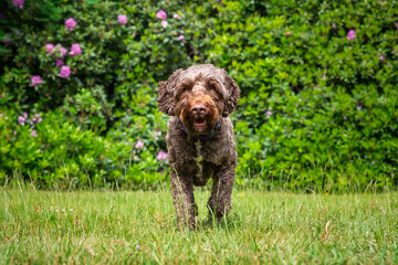Brown Sprockapoo dog - Springer Cocker Poodle cross - running directly at the camera in a field
