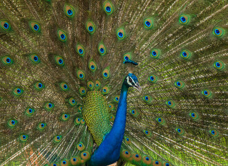 Peacock Dance 
