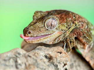 Portrait of a Short-Snouted Giant Gecko 