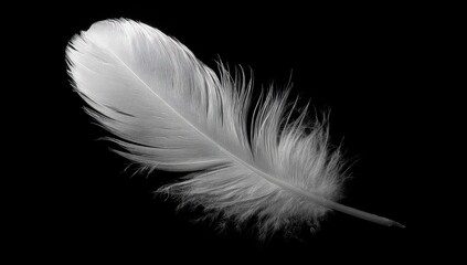 Obraz premium Single white feather against black background (2)