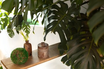 Lush green leaves from various indoor plants frame a wooden shelf displaying a ceramic pot and...