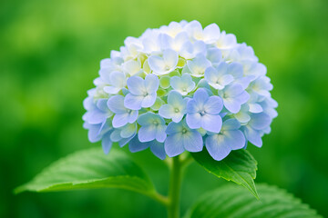 Hydrangea in Bloom: A close-up captures the delicate beauty of a hydrangea blossom in full bloom, showcasing its vibrant petals and intricate structure set against a soft, blurred green backdrop.