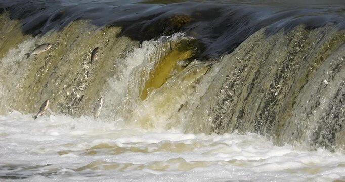 4K - Fish migrate upstream along a river by jumping over a waterfall