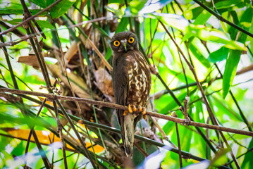 Brown Hawk Owl Perched in Bamboo