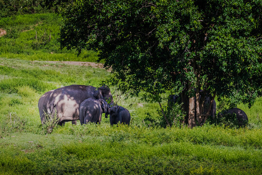 family Asian Elephant in Green Field