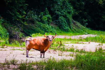 Wild Banteng in Natural Habitat