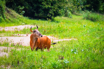 Wild Banteng in Natural Habitat