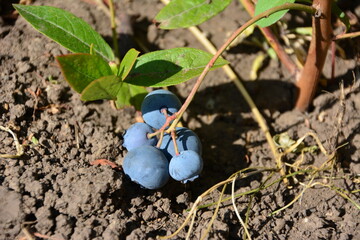 Close-up of ripe blueberries on a branch, growing in soil