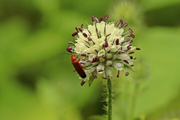 Behaarte Karde (Dipsacus pilosus)
mit Rotem Weichkäfer (Rhagonycha fulva)