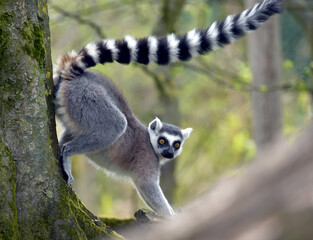 Katta im Baum - ring-tailed lemur in a tree