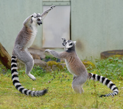 2 Kattas - 2 ring-tailed lemurs