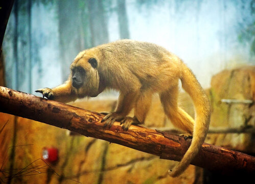 Howler Monkey on tree branch / Br&uuml;llaffe auf Ast 