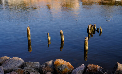 remnants of old wooden post in the blue sea water harbor