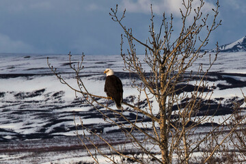 Bald eagle on a tree branch in Alaska