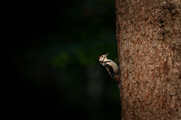 A white-backed woodpecker perches on a spruce trunk. The Woodpacker is looking for food. A black-and-white bird with a red patch on its head.