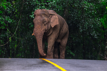 Elephants are large mammals and are the largest land animals. Wild elephants eat plants. They are...