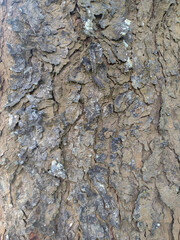 Peeling bark curls outward, revealing inner layers beneath. Faded moss clings to the outer surface, a quiet reminder of changing seasons and the passage of time.