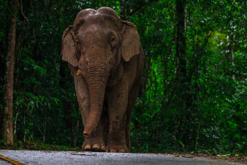 Elephants are large mammals and are the largest land animals. Wild elephants eat plants. They are...